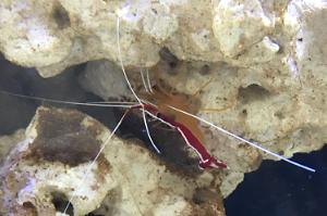 Cleaner Shrimp Thumbnail