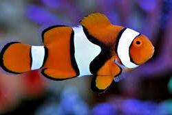 True Percula Clownfish