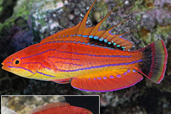 Carpenter's Flasher Wrasse