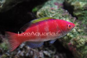 Yellow Fin Fairy Wrasse