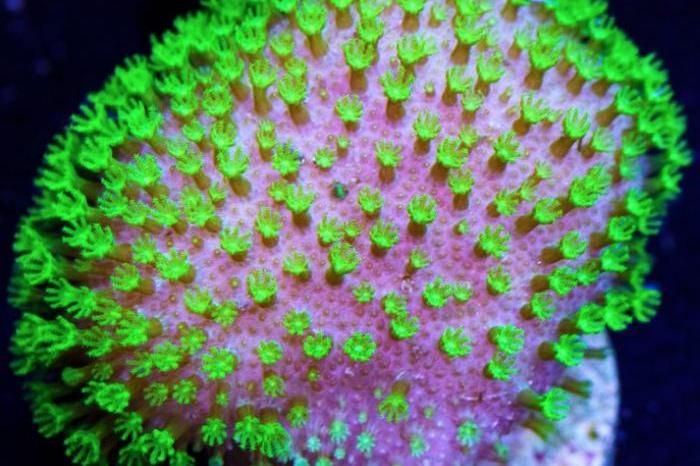 Toadstool Mushroom Leather Coral / Sarcophyton sp 1566