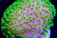 Toadstool Mushroom Leather Coral Thumbnail