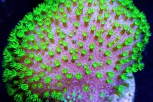 Toadstool Mushroom Leather Coral Thumbnail