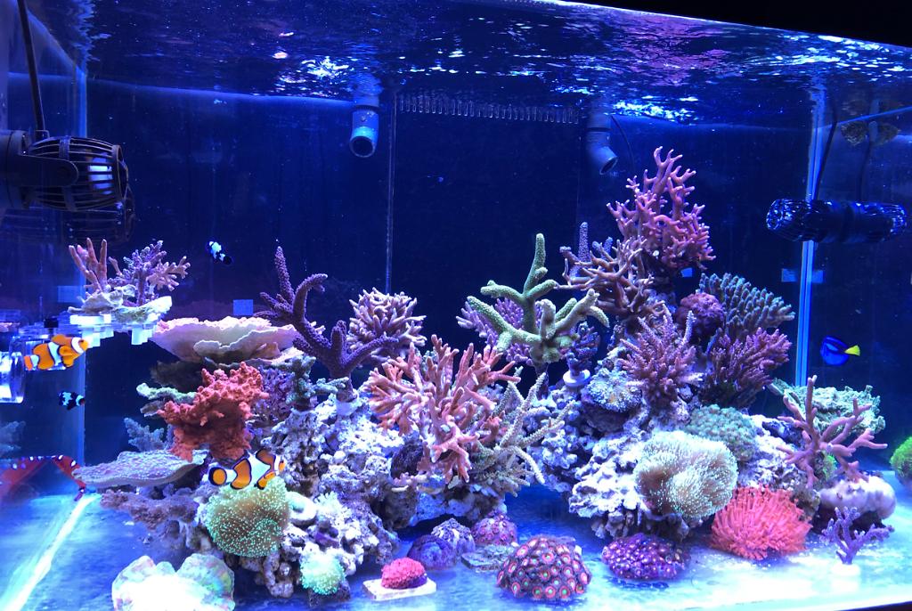 Frank's Reef Tank on Jun 18, 2018