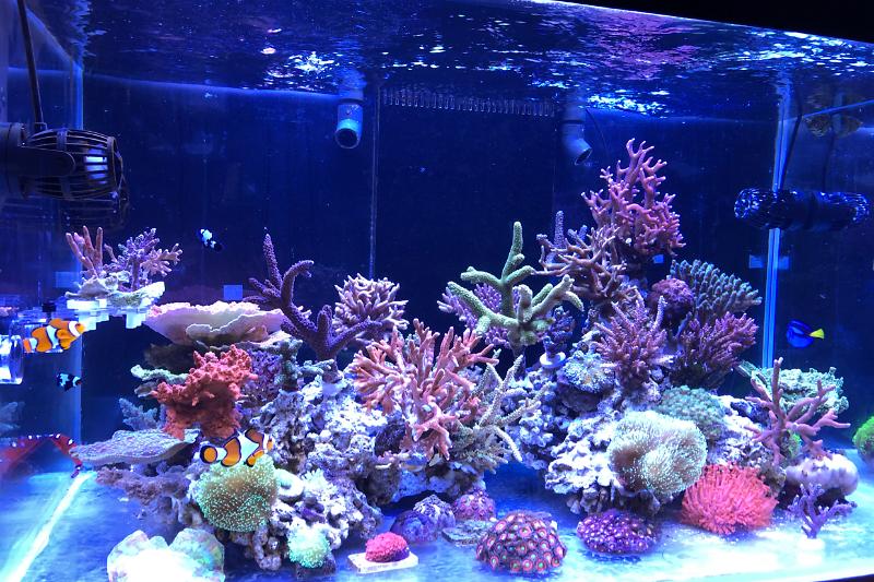 Frank's Reef Tank Thumbnail