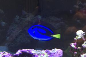 Blue Hippo Tang Thumbnail