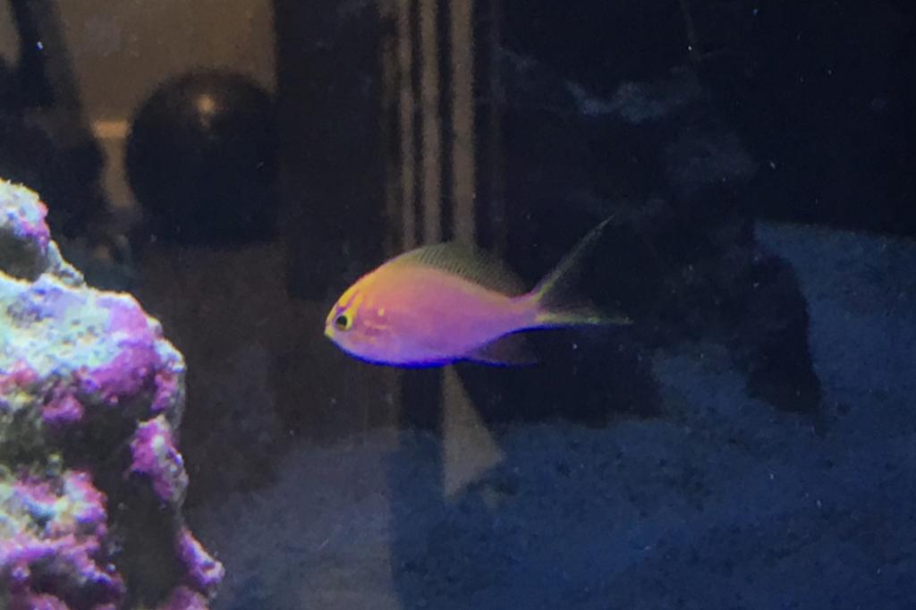 Fathead Sunburst Anthias / Serranocirrhitus latus 32