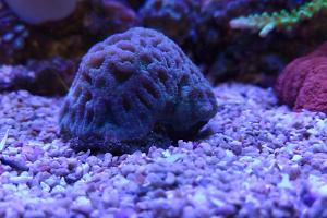 Brain Worm Platygyra Coral Green Thumbnail