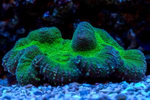 Lobophyllia Brain Coral Green Thumbnail