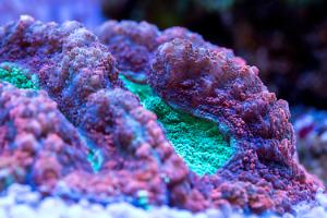 Lobophyllia Brain Coral Red Green Thumbnail