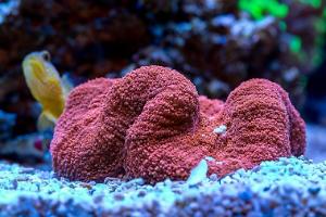 Lobophyllia Brain Coral Thumbnail