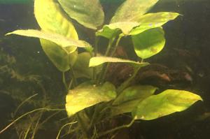 Anubias Thumbnail