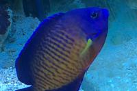 Coral Beauty Angelfish Thumbnail