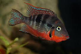 Firemouth Cichlid / Thorichthys meeki 29