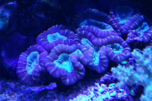 Candy Cane Coral Violet Thumbnail