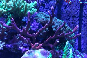 Branched Montipora Coral Red Thumbnail