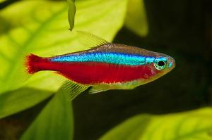 Cardinal Tetra Thumbnail