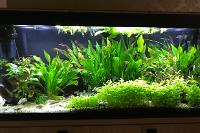 My Aquarium on Jul 2, 2018