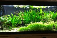 My Aquarium on Jul 2, 2018