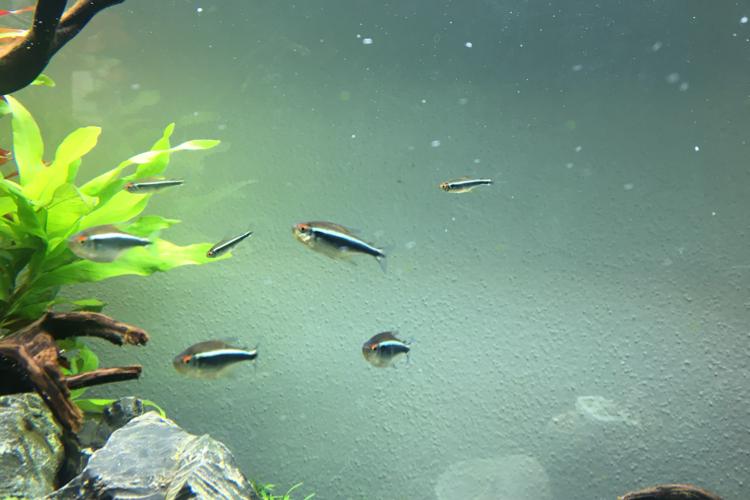 Black Neon Tetra / Hyphessobrycon herbertaxelrodi 115