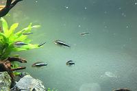 Black Neon Tetra Thumbnail