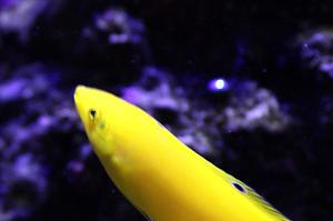 Yellow wrasse Thumbnail