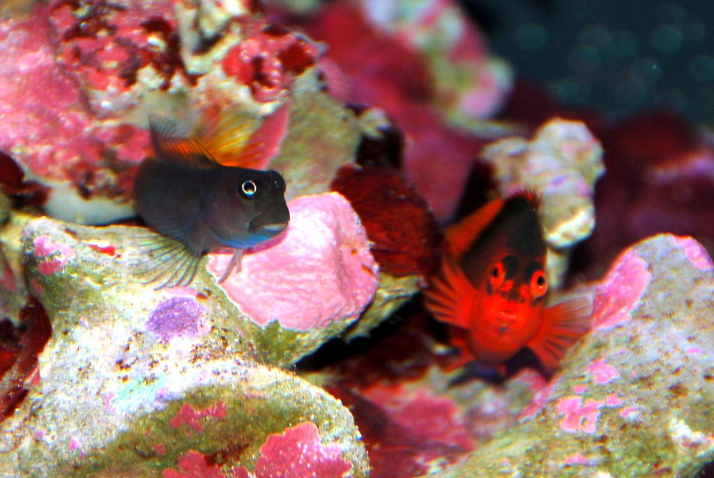 My Odd Couple, Bicolor Bleeny and Frame Hawkfish, Dec 19, 2010