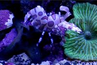 Harlequin Shrimp