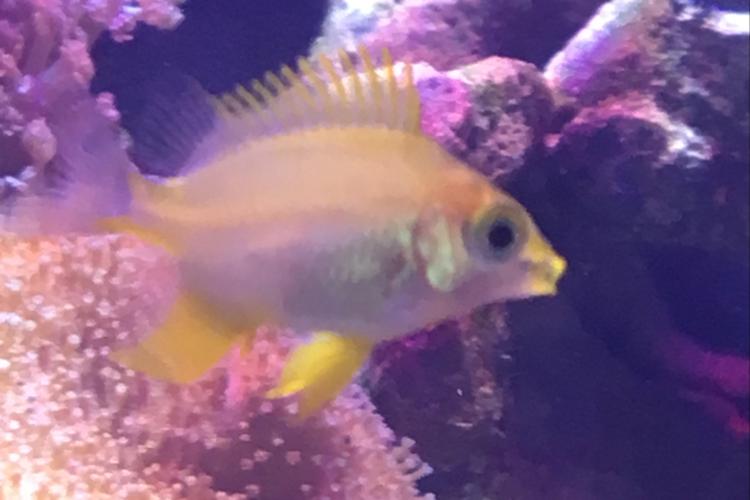 Lemon Chromis / Pomacentrus moluccensis 28