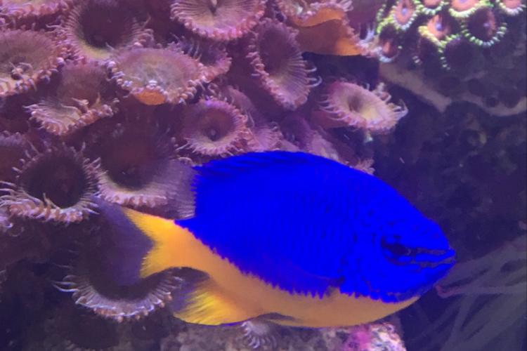 Blue and Gold Damselfish / Pomacentrus coelestis 273