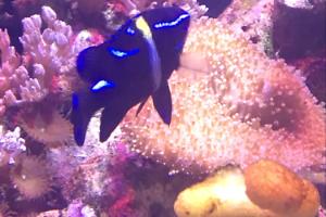 Blue Velvet Damselfish Thumbnail