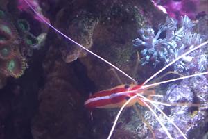 Red Line Cleaner Shrimp Thumbnail