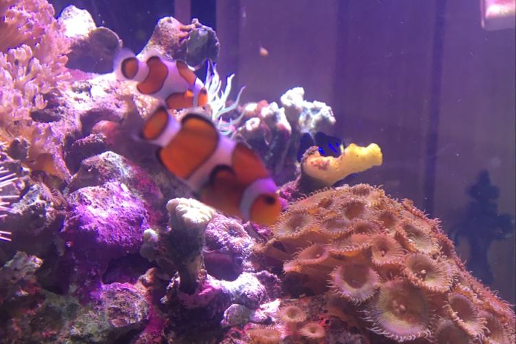 Tangerine Clownfish / Amphiprion ocellaris var Tangerine 124