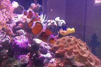 Tangerine Clown Fish Thumbnail