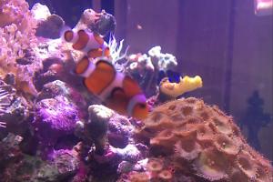 Tangerine Clownfish Thumbnail