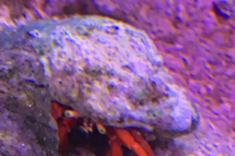 Dwarf Red Tip Hermit Crab / Clibanarius sp var Red Tip 252