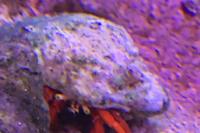 Dwarf Red Tip Hermit Crab Thumbnail