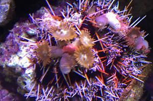 Blue Tuxedo Urchin Thumbnail