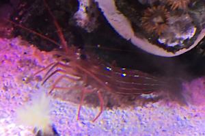 Peppermint Shrimp Thumbnail