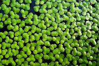 Duckweed Thumbnail