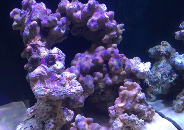 Reef tank on Jul 10, 2018