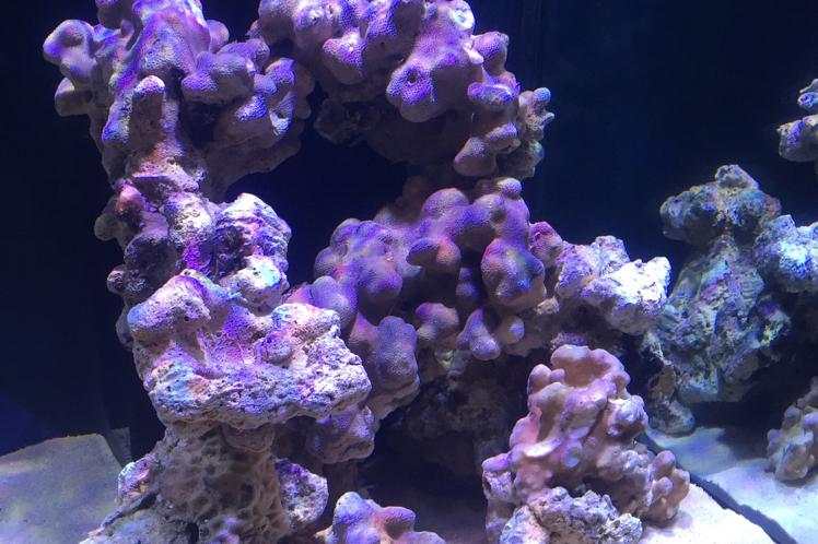 Reef tank Thumbnail