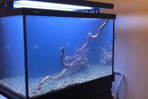 RSM 400s Lake Malawi Tank Thumbnail