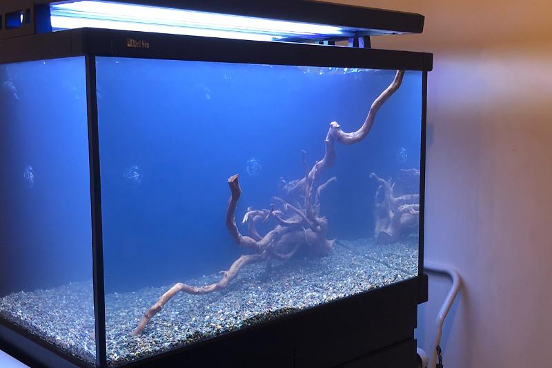 RSM 400s Lake Malawi Tank Thumbnail