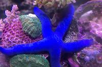 Linckia Sea Star Thumbnail