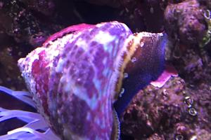 Astraea Conehead Snail Thumbnail