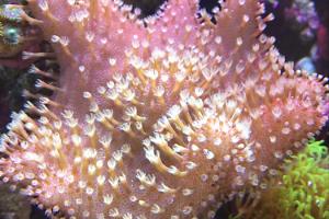 Toadstool Mushroom Leather Coral Thumbnail