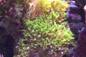 Starburst Polyp Thumbnail