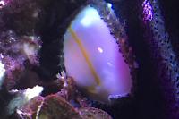 Cowrie Snail Thumbnail