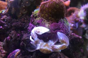 Porcelain Anemone Crab Thumbnail